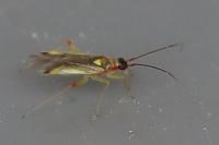 Campyloneura virgula