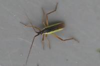 Notostira