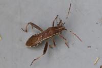 Camptopus lateralis