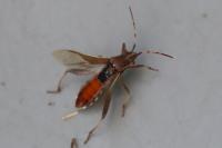 Camptopus lateralis