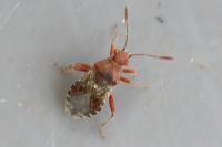 Rhopalus subrufus