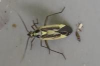 Stenotus binotatus