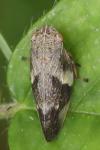 Aphrophora alni