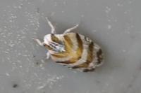 Tachycixius venustulus