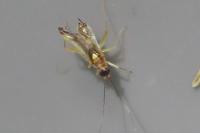 Campyloneura virgula