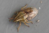 Aelia acuminata