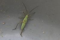 Notostira