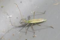 Megaloceroea recticornis