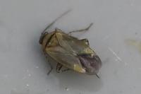 Plagiognathus arbustorum