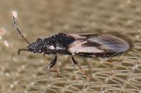 Metopoplax ditomoides