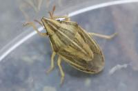 Aelia acuminata