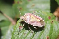 Dolycoris baccarum