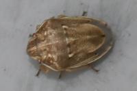 Neottiglossa leporina
