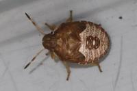 Peribalus strictus