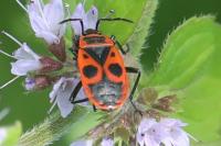 Pyrrhocoris apterus