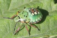 Nezara viridula
