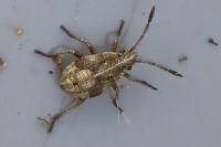 Stictopleurus