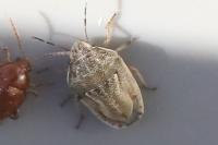 Neottiglossa leporina
