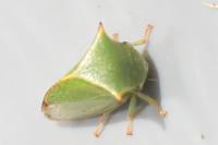 Stictocephala alta