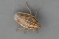 Aelia acuminata