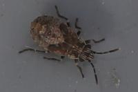 Nysius