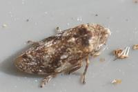 Philaenus spumarius