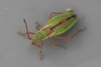 Myrmus miriformis