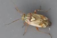 Lygus pratensis