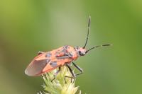 Corizus hyoscyami
