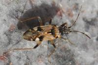 Beosus maritimus
