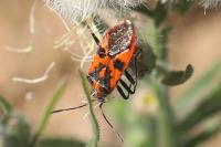 Corizus hyoscyami