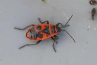 Pyrrhocoris apterus