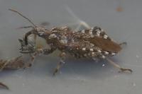 Coranus griseus
