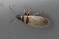 Oxycarenus pallens