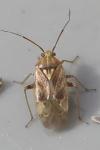 Lygus rugulipennis