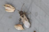 Nysius