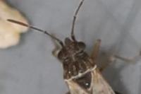 Nysius