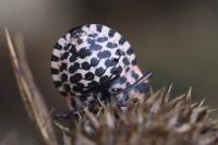 Graphosoma italicum