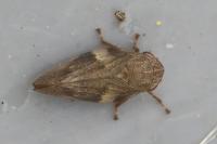 Aphrophora alni