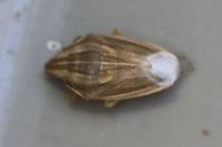 Aelia acuminata