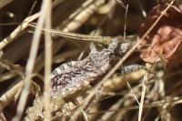 Coranus griseus