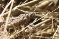 Coranus griseus