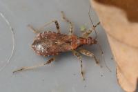 Himacerus mirmicoides