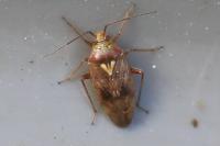 Lygus rugulipennis