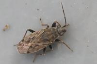 Peritrechus gracilicornis