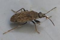 Peritrechus gracilicornis