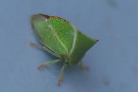 Stictocephala alta