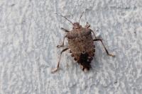 Halyomorpha halys