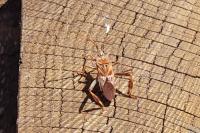Leptoglossus occidentalis