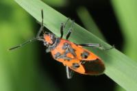 Corizus hyoscyami